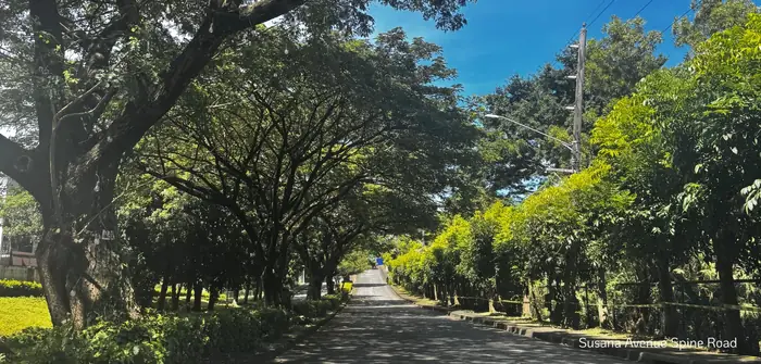 Mature trees along the existing Susana Avenue